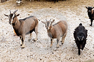 many goats eating outdoor in winter season. . Concept: eco-farm, lifestyle, home farm, goat breeding, ecological product