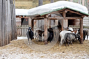 many goats eating outdoor in winter season. . Concept: eco-farm, lifestyle, home farm, goat breeding, ecological product