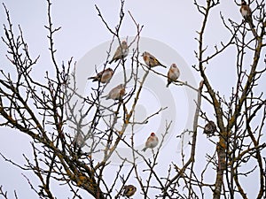 Many Goldfinches (Carduelis carduelis) sitting on a tree