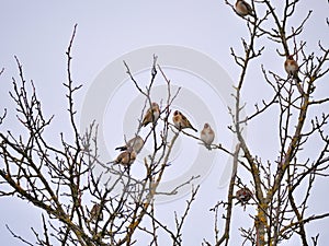 Many Goldfinches (Carduelis carduelis) sitting on a tree in autumn