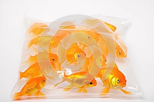 Many Goldfish in plastic bag isolated on white background with clipping path