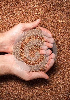 Muchos granos de marrón en agricultores manos 