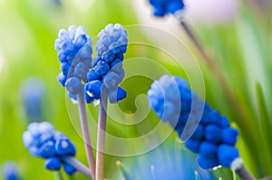 Many Grape Hyacinth or Muscari Latifolium botryoides flower bulbs blooming blue in spring