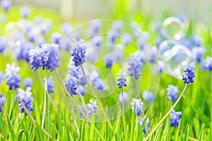 Many Grape Hyacinth or Muscari Latifolium botryoides flower bulbs blooming blue in spring