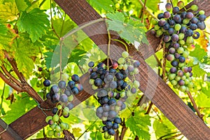 Many Grapevines on a wooden structure in a garden