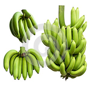 Many green bananas.