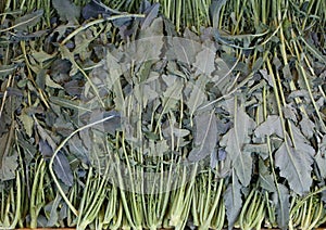 Many green Brassica oleracea broccoli called Broccolo Fiolaro fr photo