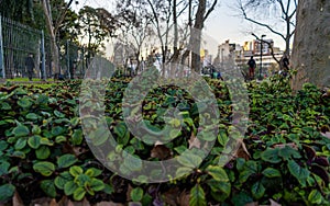 Many green bushes in an area of the Centenario Park,