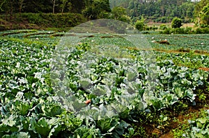 Many green cabbages in the agriculture fields