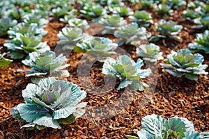 Many green cabbages in the agriculture fields. Way of life in rural areas