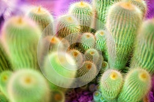 Many green cactus on bright violet background, cacti blurred background close up top view macro