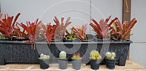 Many green cactus in flower pot putting on wooden shelf with red tree and wall background