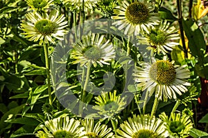 Many green flowers of jewel Echinacea in perennial garden