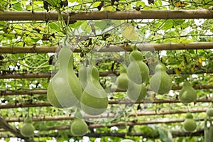 Many green fresh bottle Gourd vegetables planting on roof net