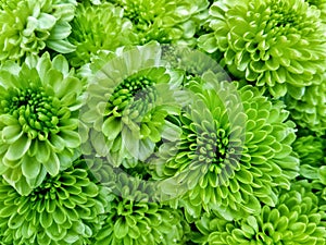 Many green gerbera daisy are blooming in the flowers shop