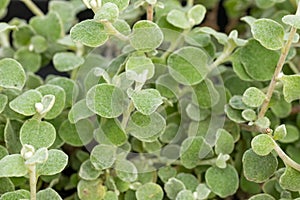 Many Green Helichrysum Petiolare Leaves