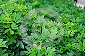 Many green leaf bush background in Thailand