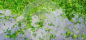 Many green leaves drop or falling on gray or grey ground or tile floor after gardener cutting