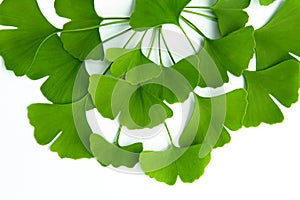 Many green leaves of ginkgo biloba isolated on a white background and arranged in a composition suitable for the original design