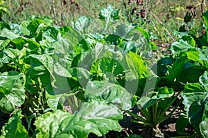 Many green leaves of growing sugar beet growing outdoors and illuminated by bright sun. Beet tops on the background soils. leaves