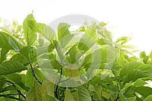 Many green leaves Isolated on white background.soft focus. Pisonia grandis