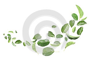 Many green leaves moving by gust wind on white background