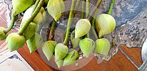 Many green lotus on stainless steel tray for people bring it to pay homage or worship monk and Buddha statue at Thai temple