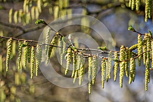 many green male beech blossoms on a branch