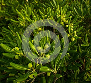 Green olives close-up