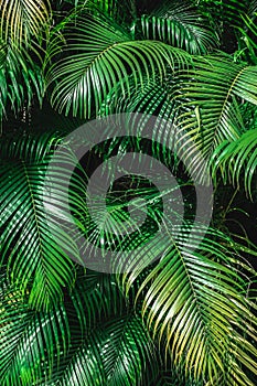 Many green palm leaves with golden ends