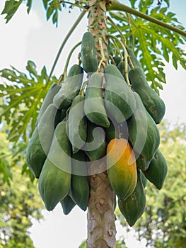 Many green papayas on tree.