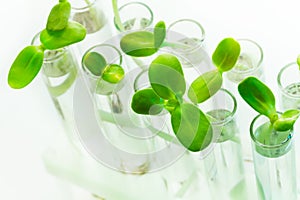 Many green plants in test tubes on white table
