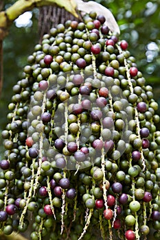 Many green and purple berrys on a branch macro