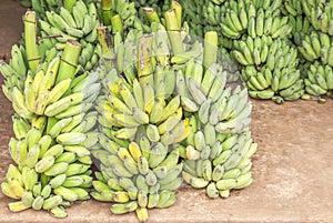 Many green raw cultivated bananas or Pisang Awak Bananas or  Kluai  Namwa Musa sapientum Linn Musa ABB CV.Kluai â€œNamwaâ€