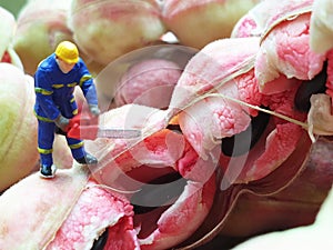 Many green and red Manila Tamarind or makham thet in Thailand on yellow background with Miniature people worker