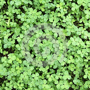 Find luck among the multitude photo