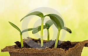 Many green sprouts of cucumber