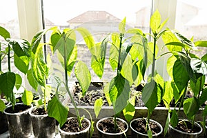 Many green tomato plants in seedling tray on the windowsill