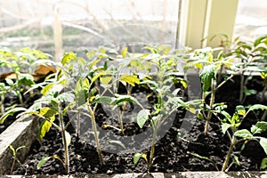 Many green tomato plants in seedling tray on the windowsill