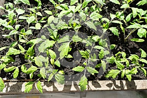 Many green tomato plants in seedling tray on the windowsill