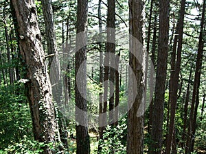 Many green trees in the forest