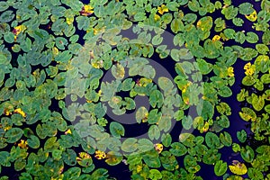 Many green water lilies leafs seen from above. Decorative pattern of leafs and water.