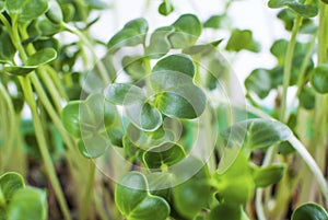 Many green young shoots of radish grow in close-up. Macro. Microgreen