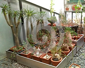 Many greenhouse cacti grow in the greenhouse