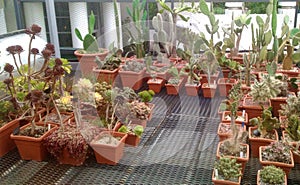 Many greenhouse cacti grow in the greenhouse