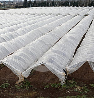 many greenhouses with white cover for growing vegetables