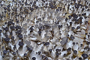 Many Grey Oyster Mushrooms pinning photo