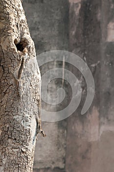 Many ground-squirrels on the tree