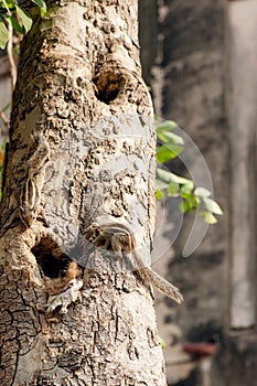 Many ground-squirrels on the tree