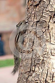 Many ground-squirrels on the tree